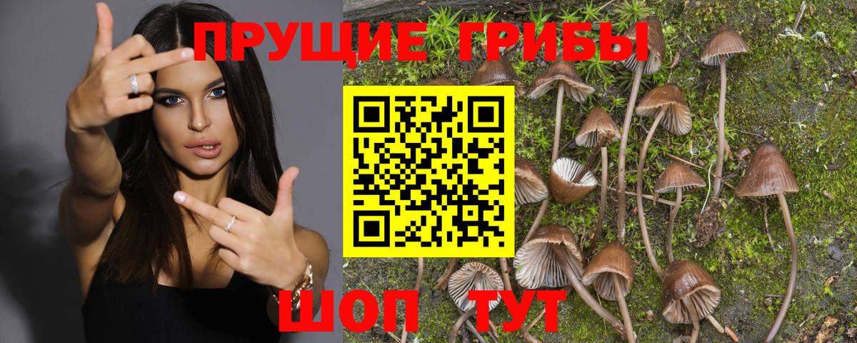 Карачаевск  Псилоцибиновые грибы Cubensis  Вход с VPN 